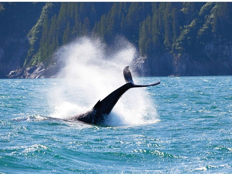 Cruise Seabourne with KBN Travel